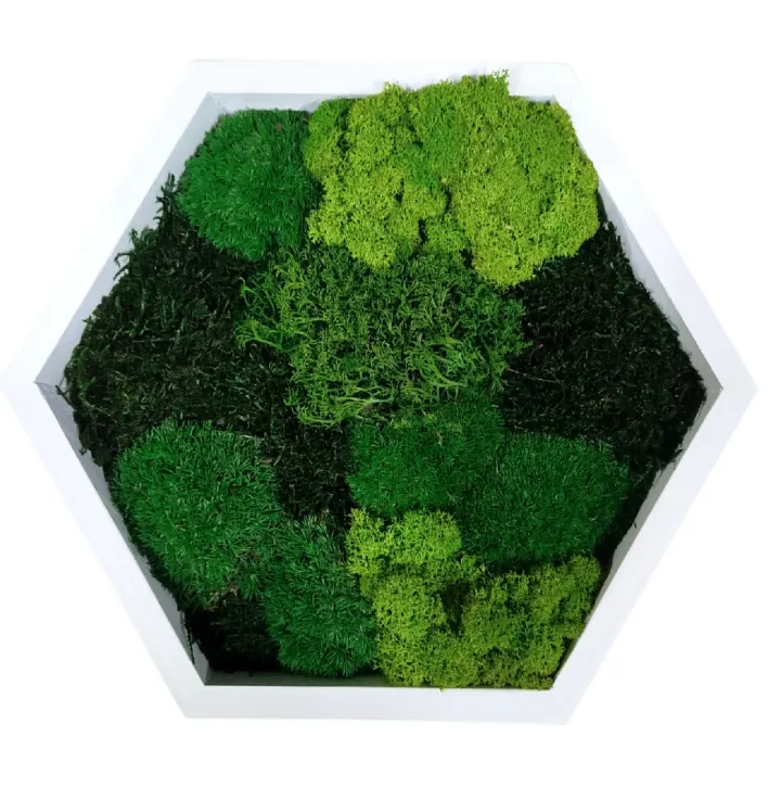Bílý hexagon o průměru 30 cm s mixem mechů, kapradí a amarantu