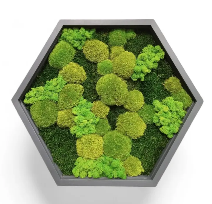 Hexagon o průměru 60 cm s mixem mechů v antracitovém rámu s LED podsvícením