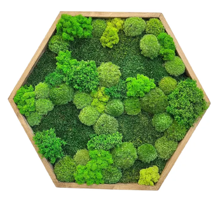 Hexagon o průměru 60 cm ve světlém dubovém rámu s mixem mechů